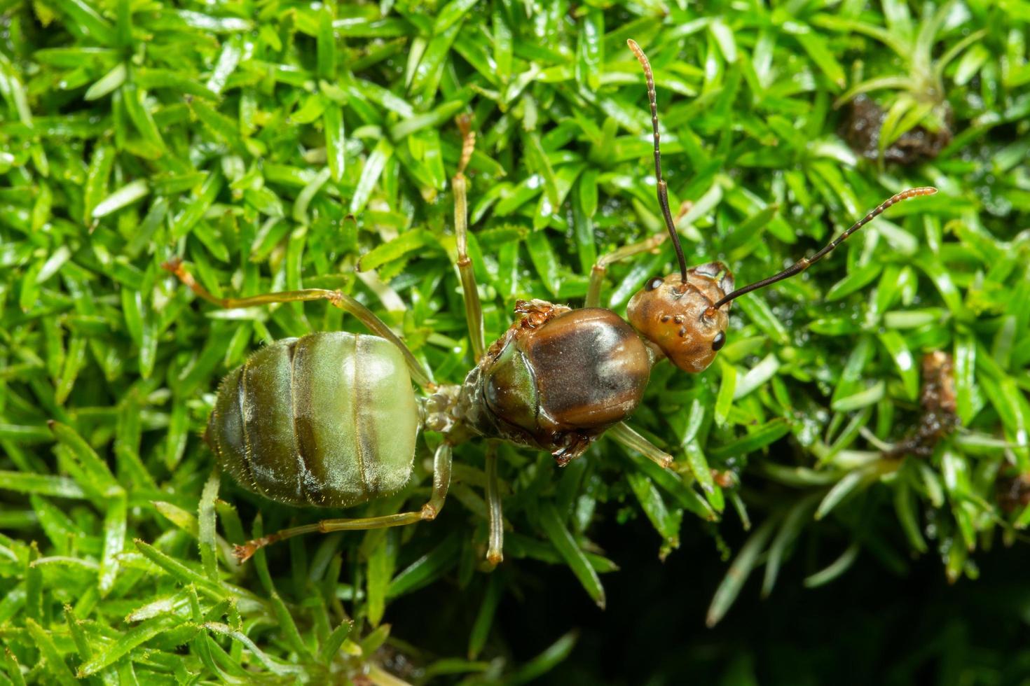 hormiga verde en la hierba foto