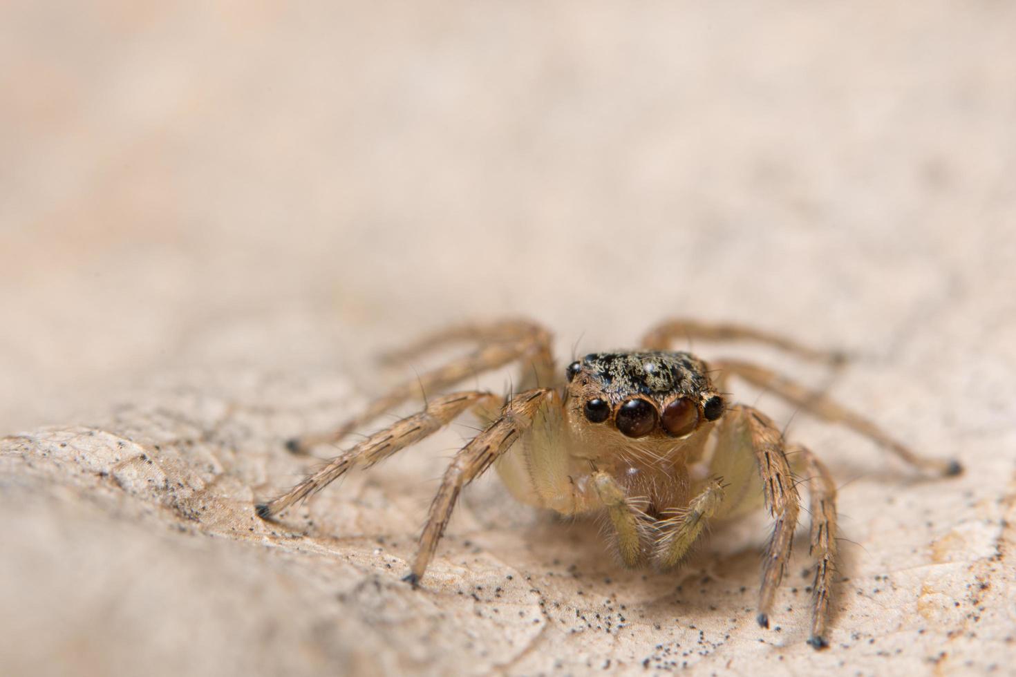 araña en una hoja seca foto