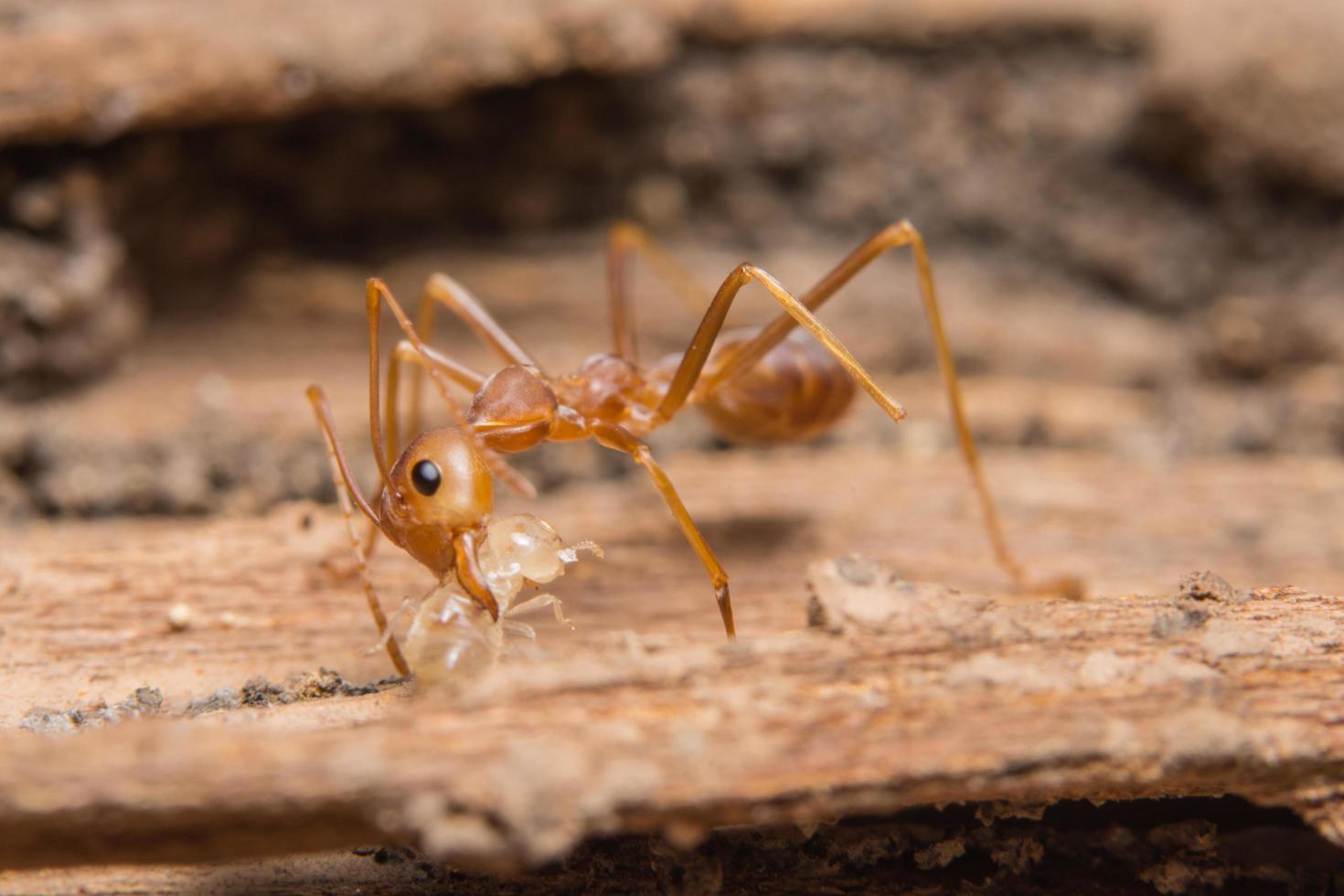 Red ant close-up photo