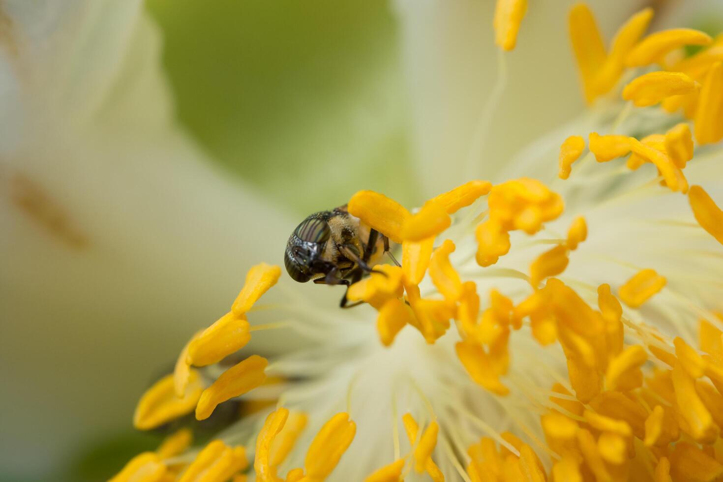 Bee on a yellow flower photo