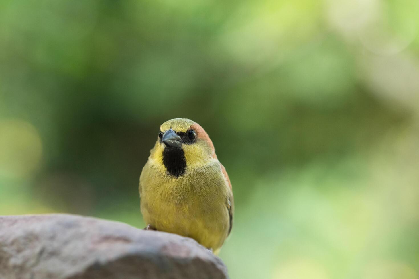 Bird on a rock photo