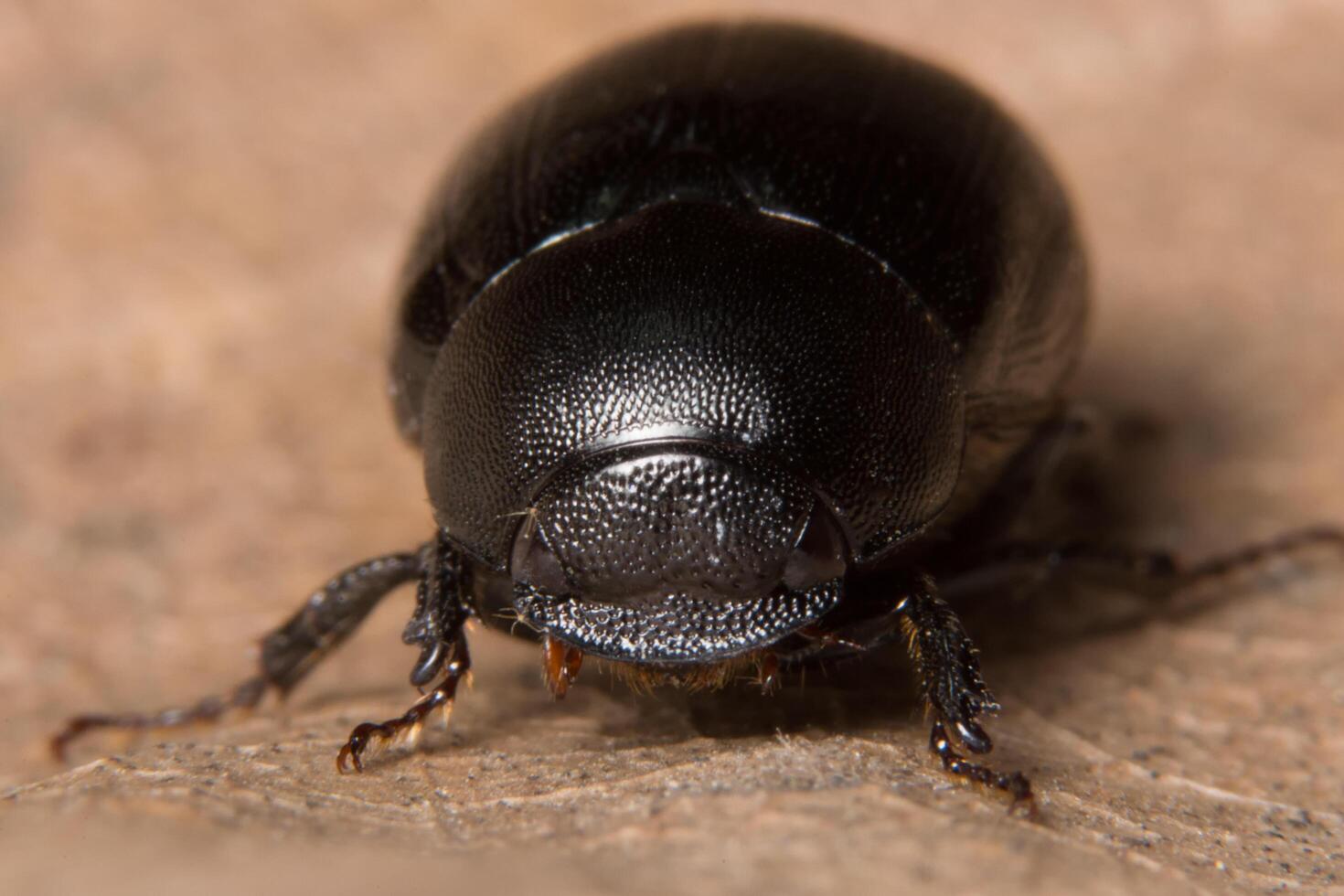 Dung Beetle close-up photo