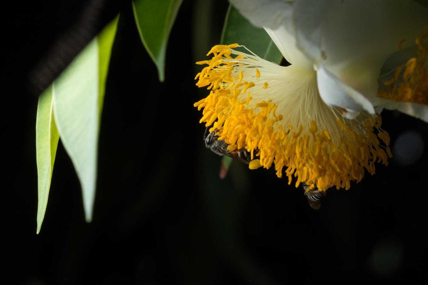 Bees on a yellow flower photo