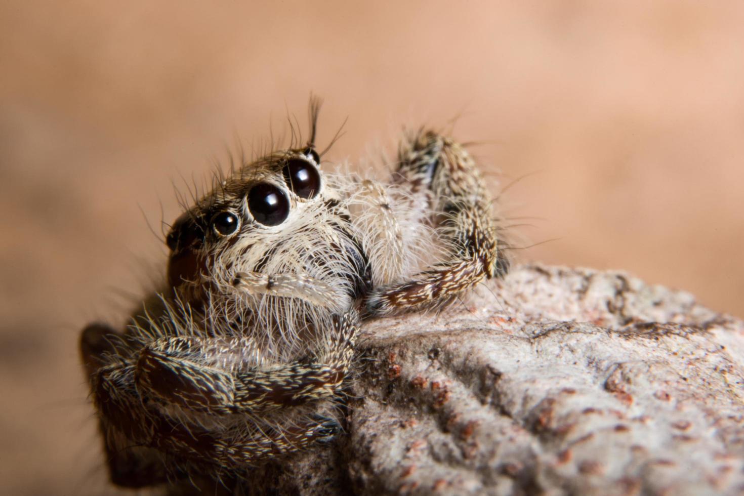 Spider on a plant photo