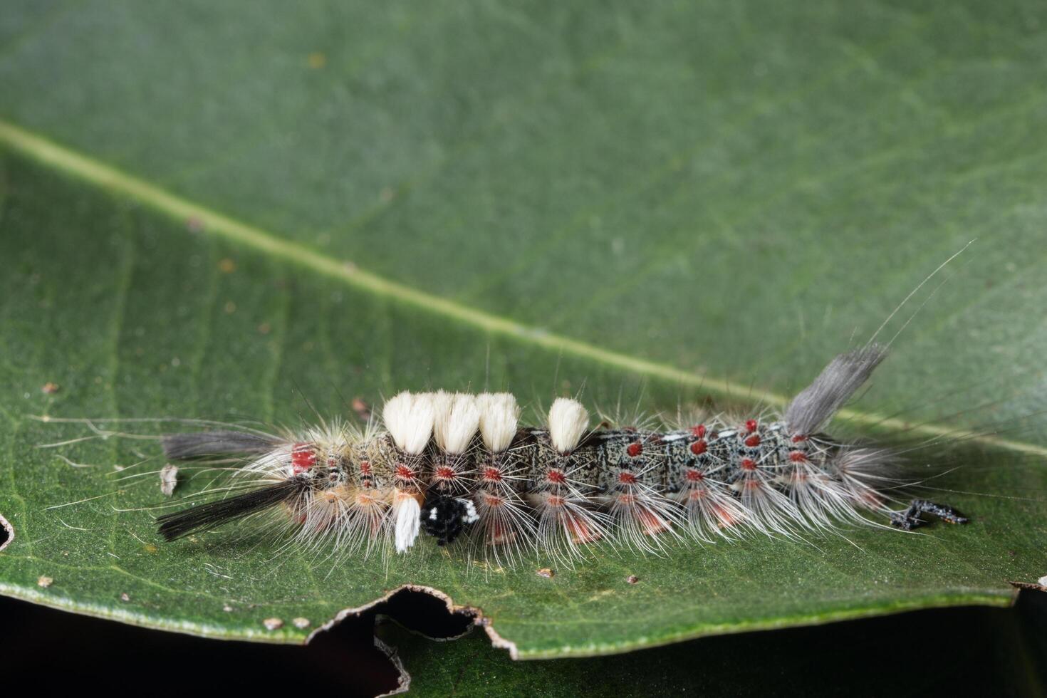 Worm on a leaf, close-up photo