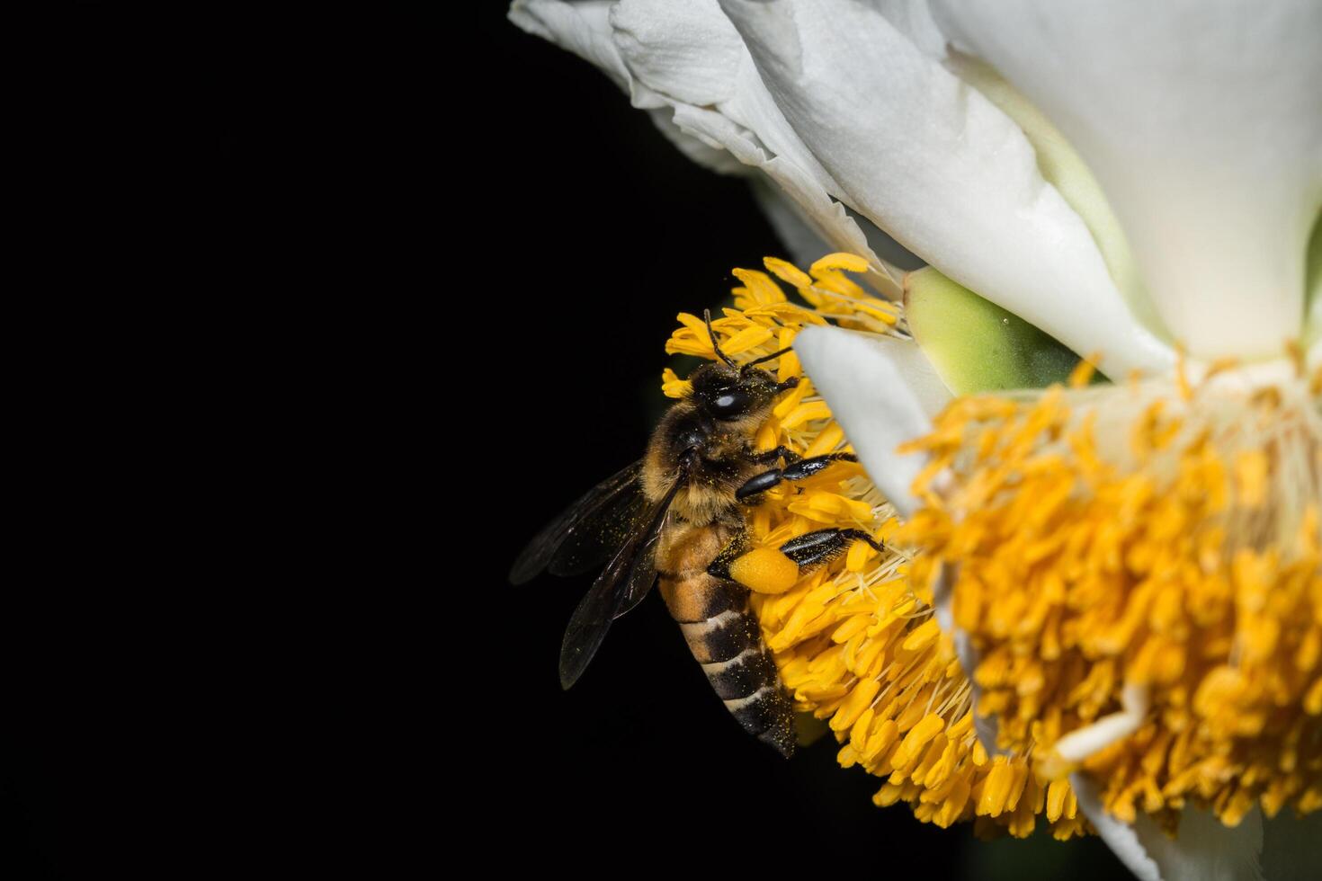 Bee on a flower photo