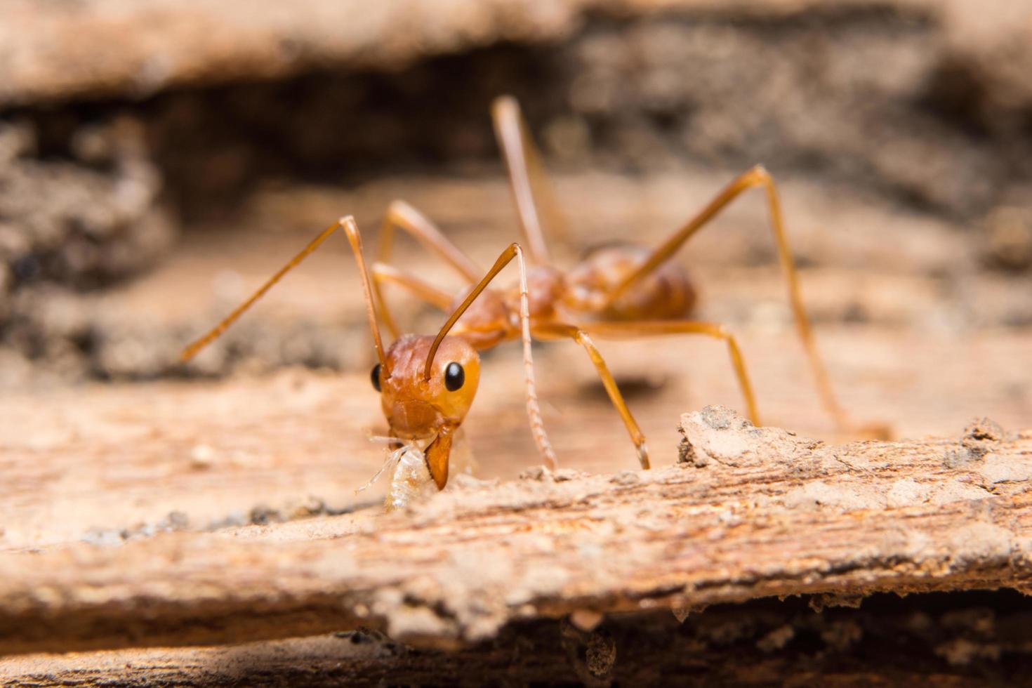 Red ant close-up photo