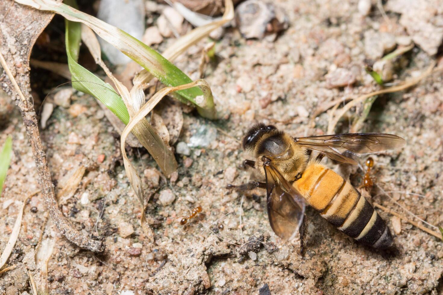 foto de primer plano de abeja real