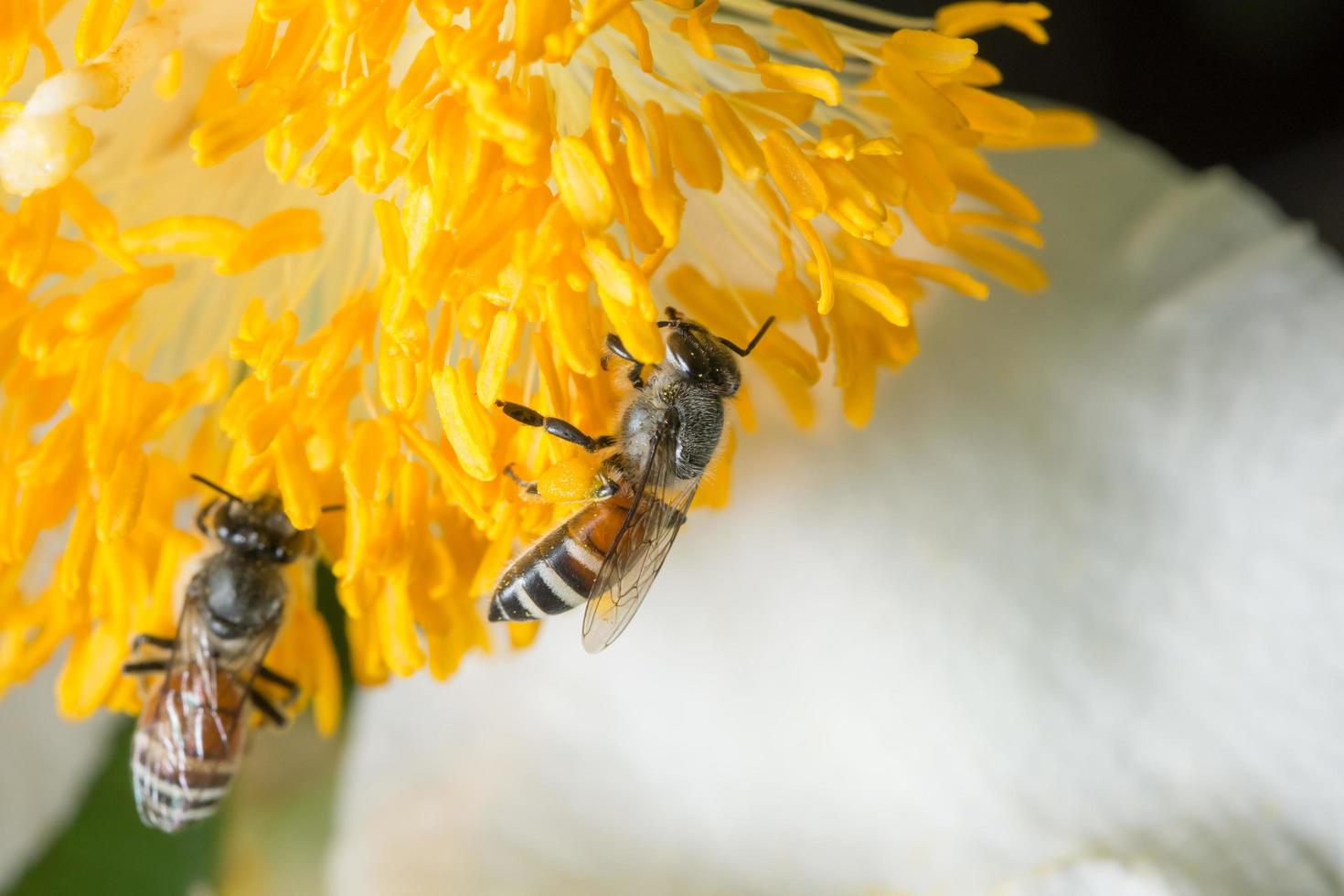 Bees on a yellow flower photo