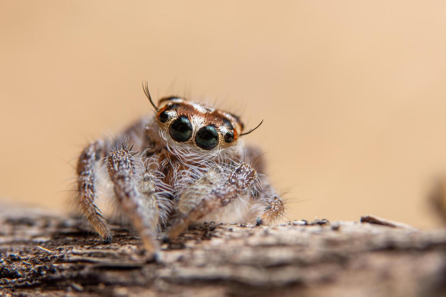 araña en una hoja seca foto