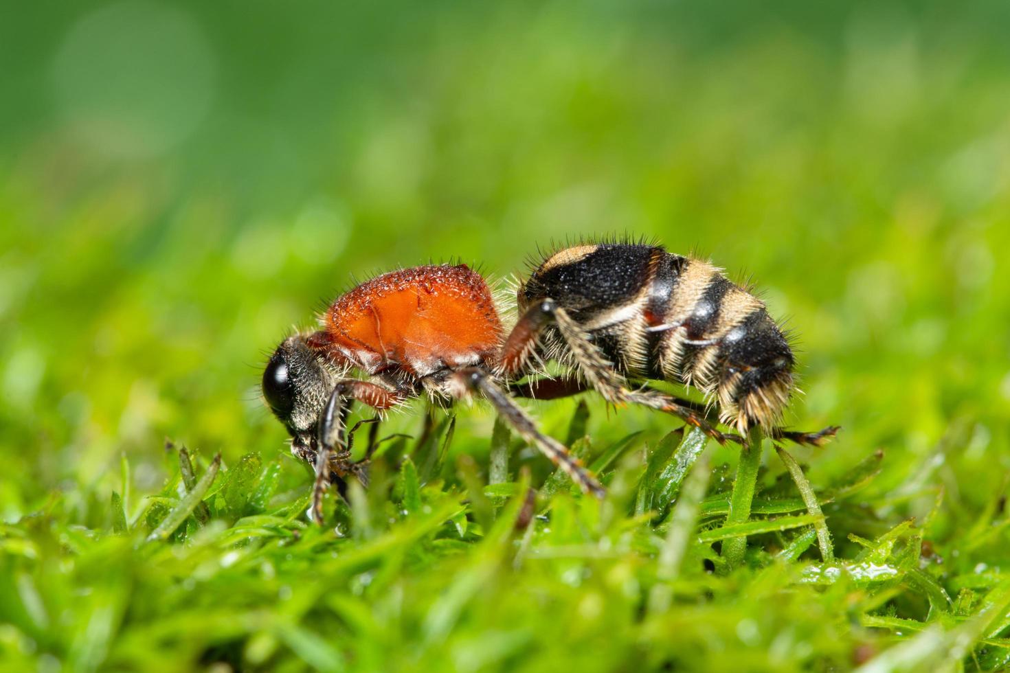 Ant in the grass photo