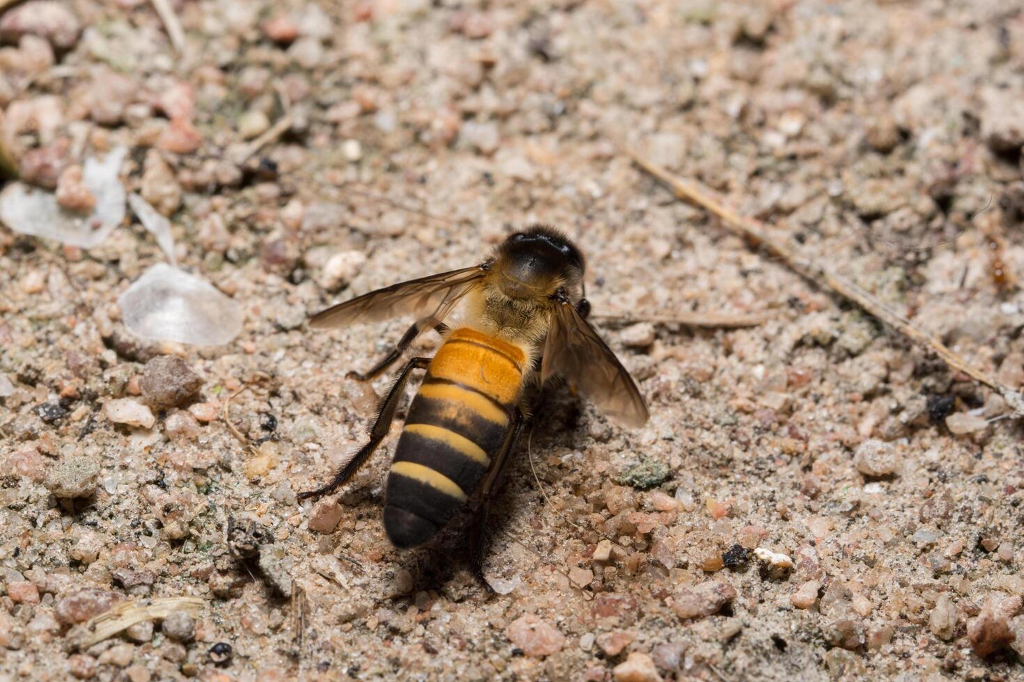 foto de primer plano de abeja real