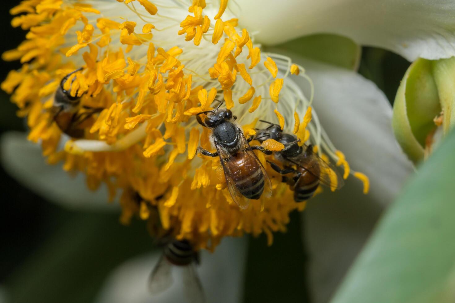 abejas en una flor amarilla foto