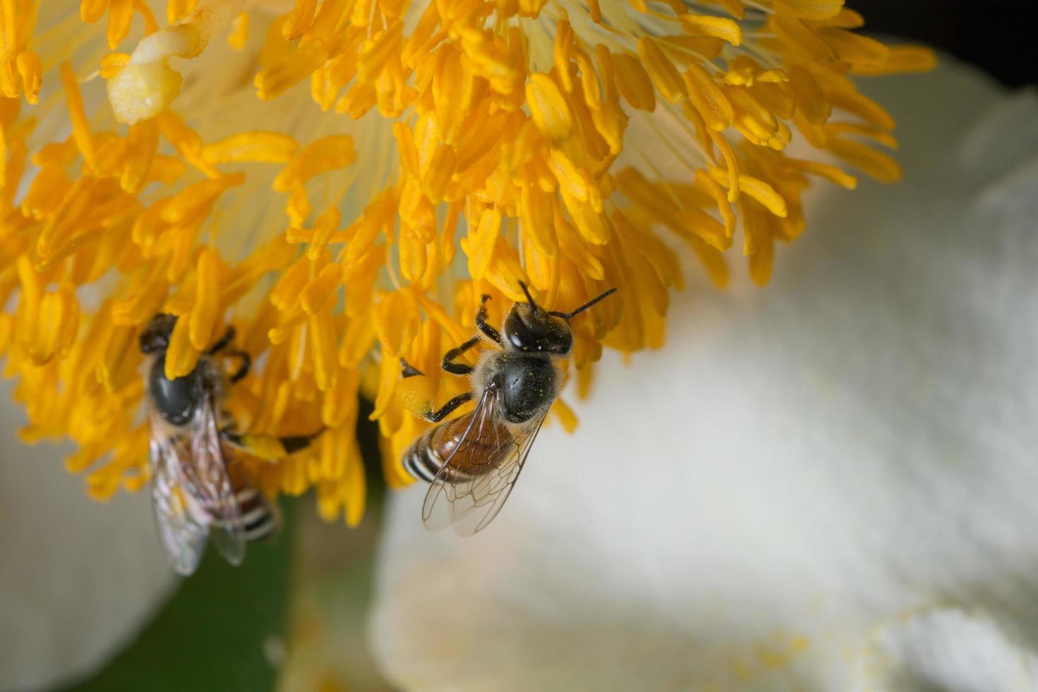 abejas en una flor amarilla foto