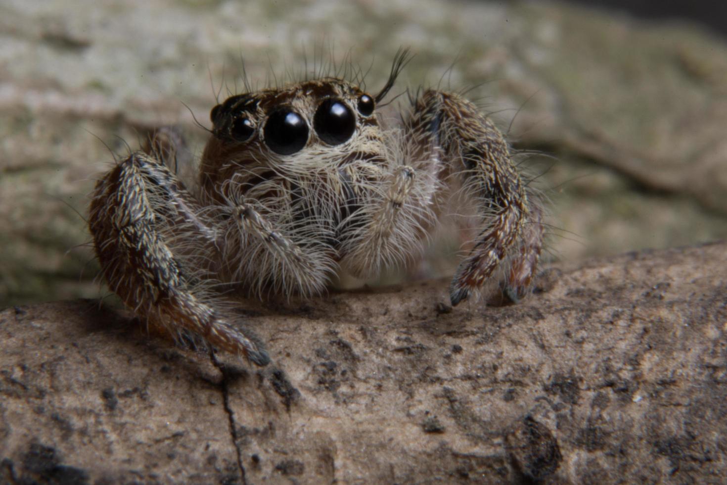 araña en una rama foto