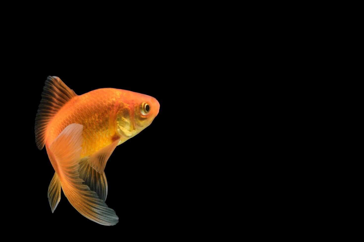 Carp Golden fish on black background photo