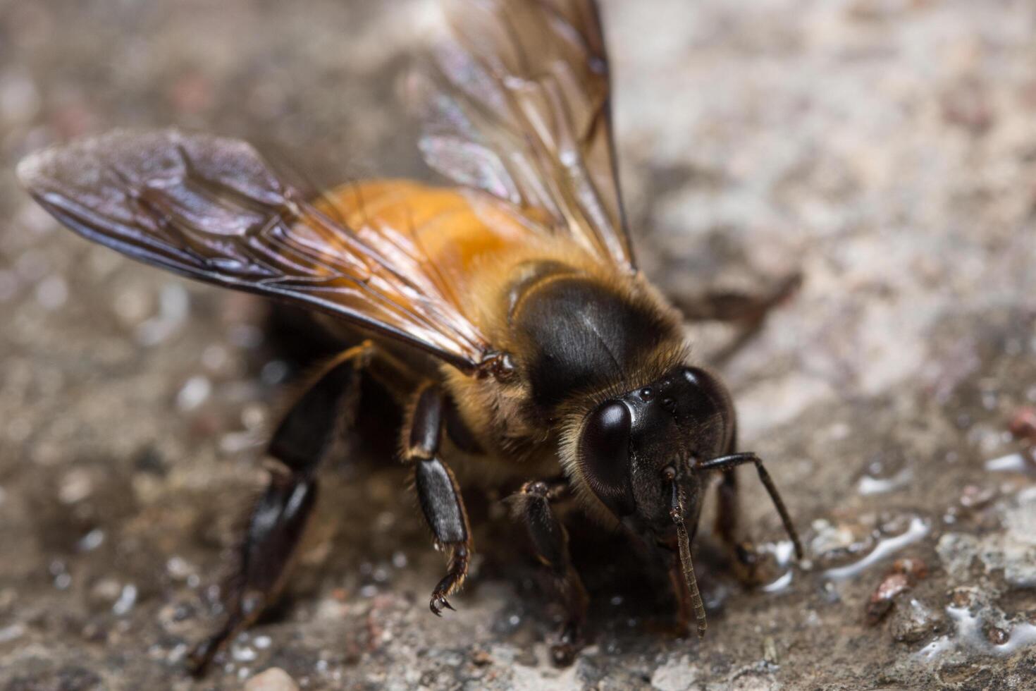 Royal Bee close-up photo