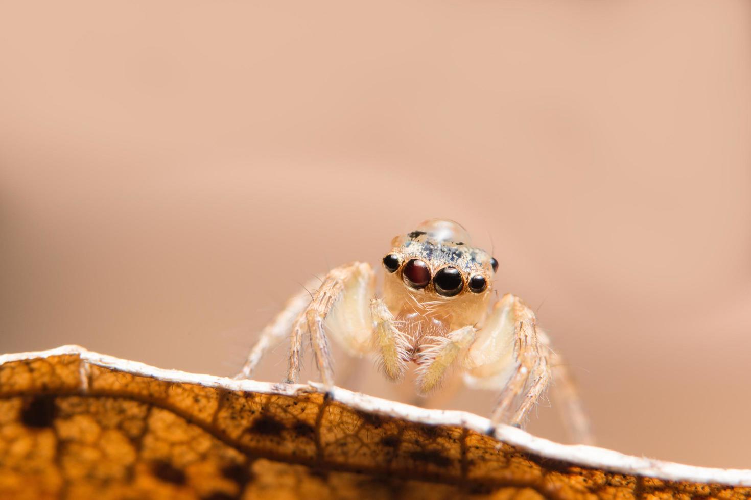 araña en una hoja seca foto