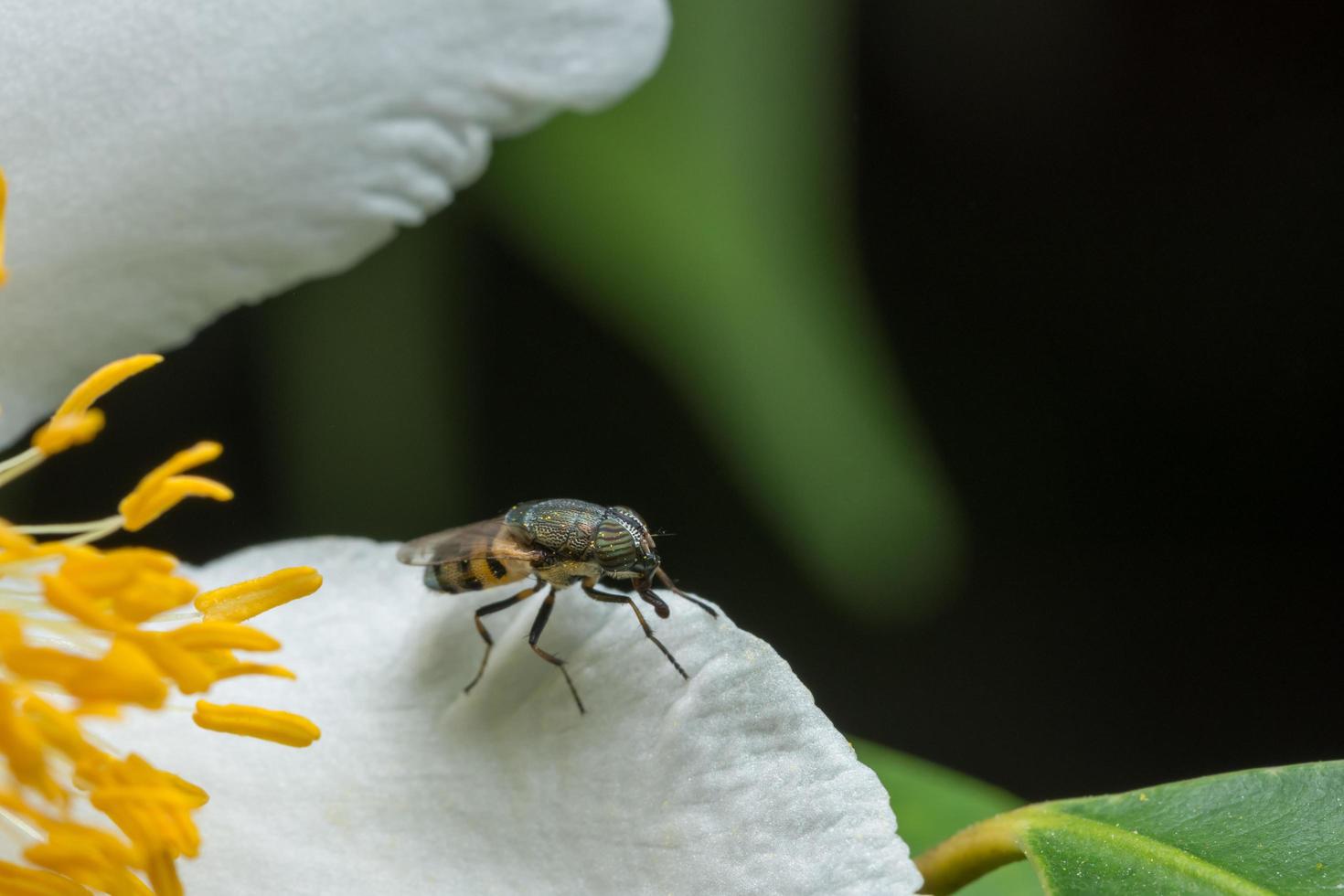 abeja en la flor foto