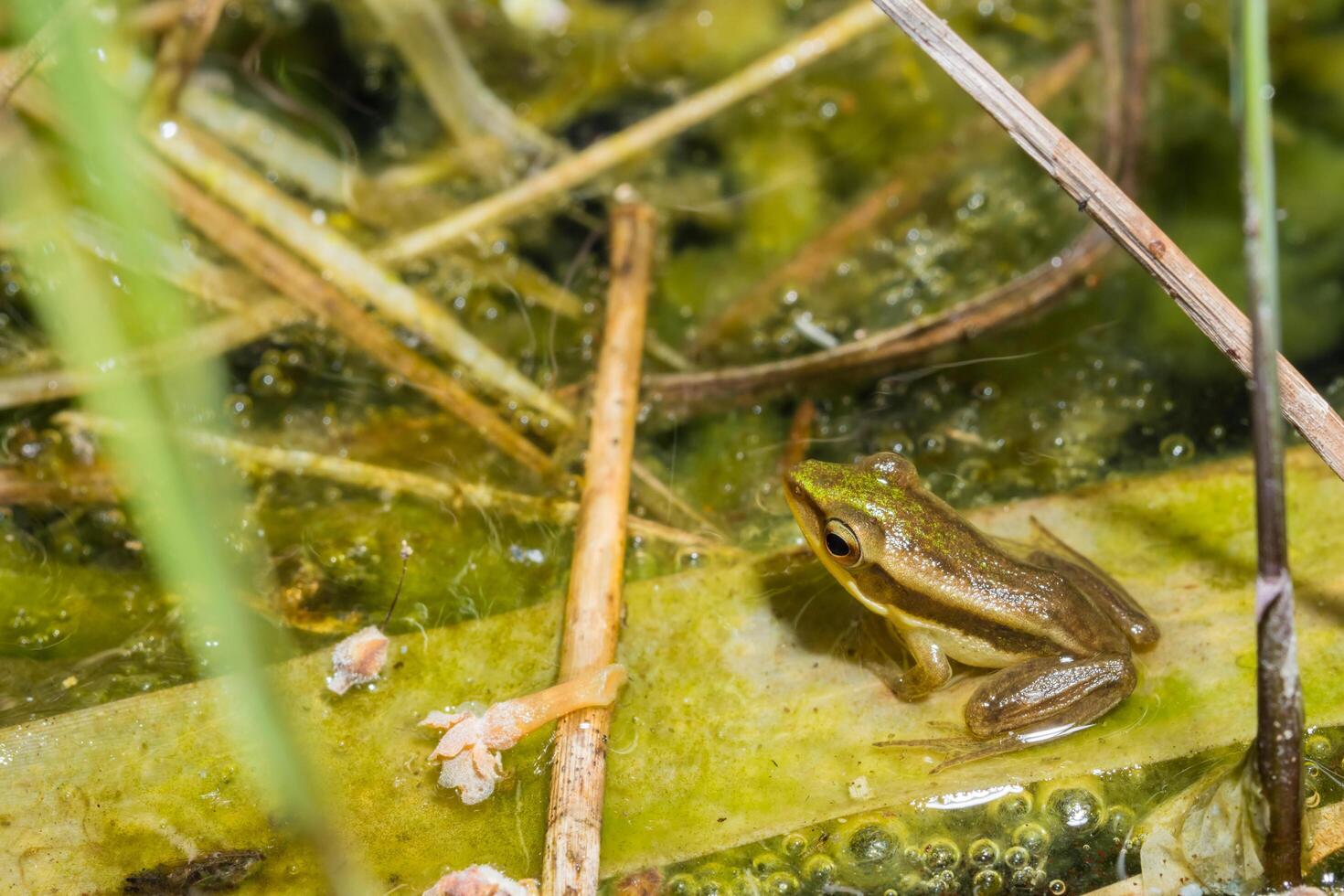 Hylarana or golden-backed frog photo