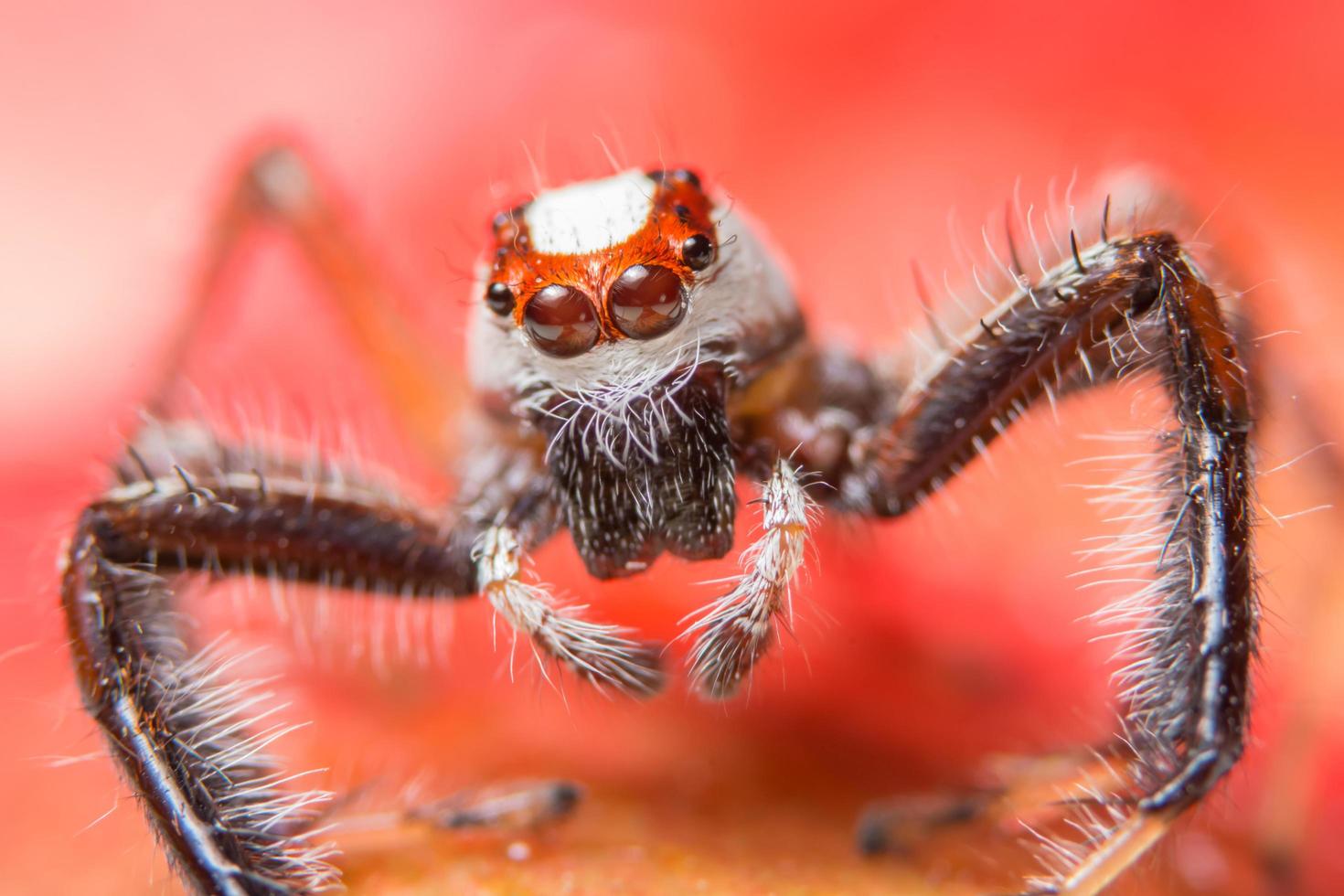 Spider on a plant photo