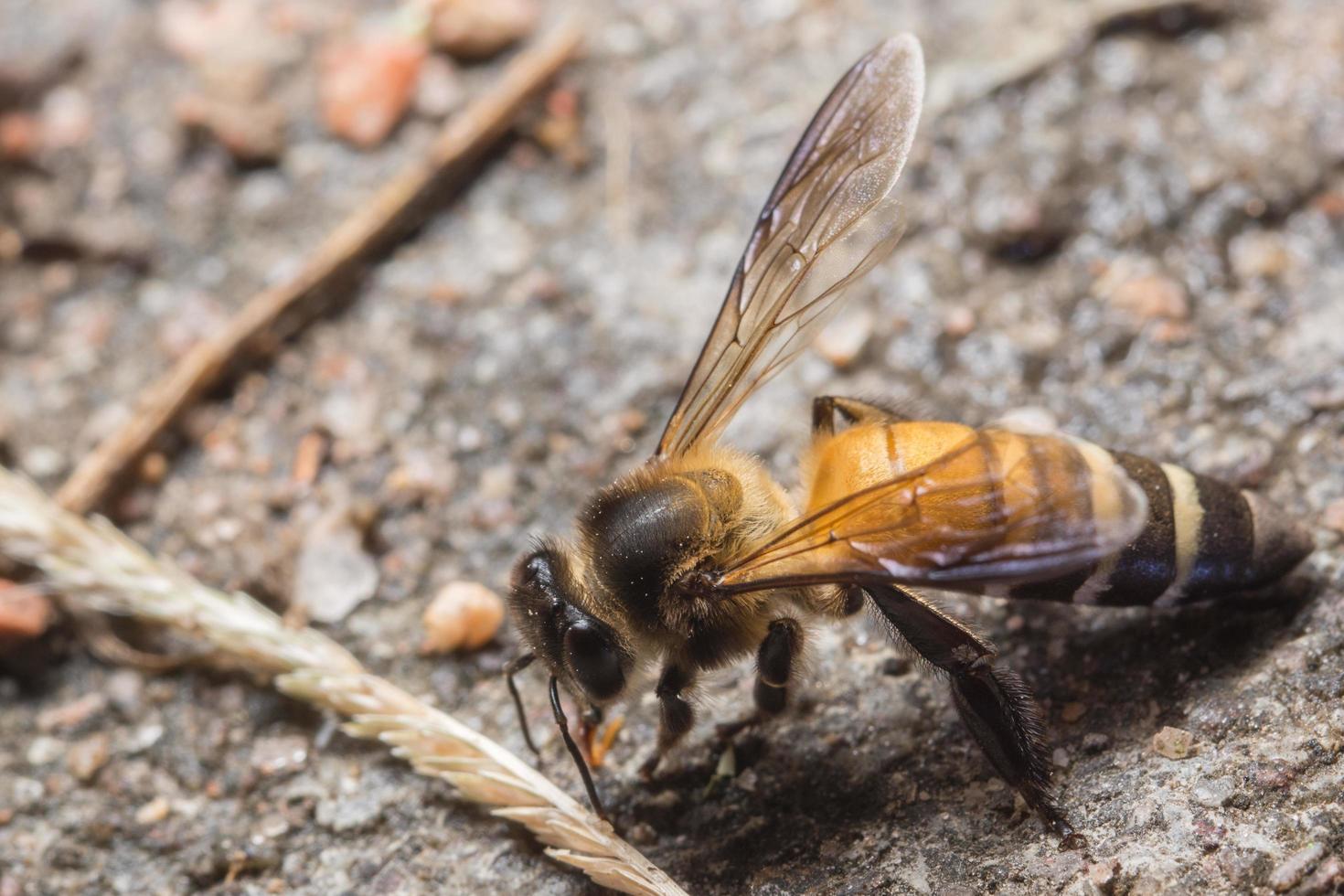foto de primer plano de abeja real