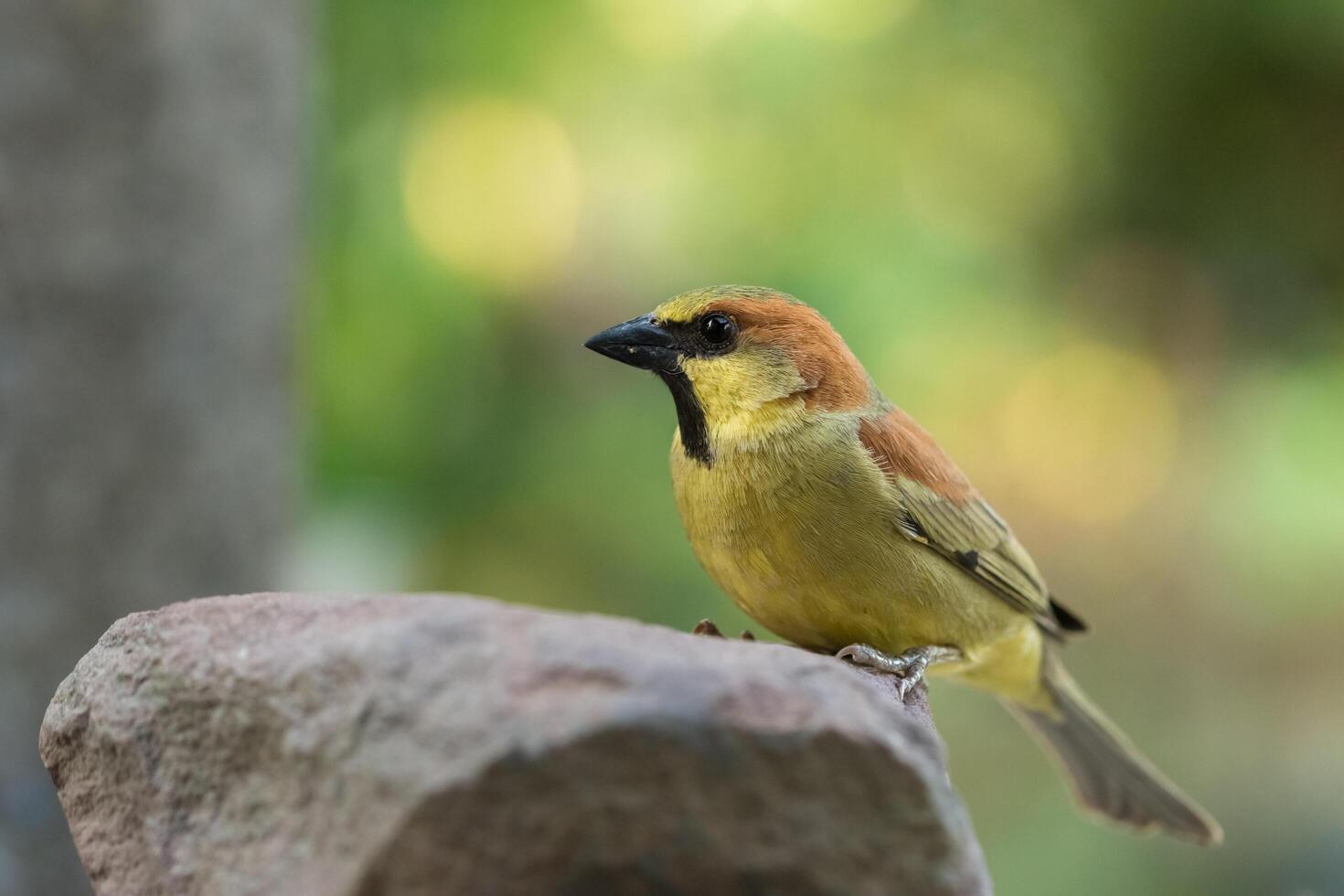 pájaro en una roca foto