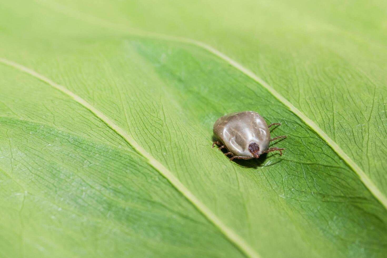 Haemaphysalis longicornis on a leaf photo