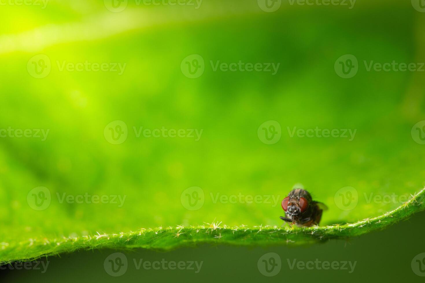 A small insect sitting on top of a green leaf photo