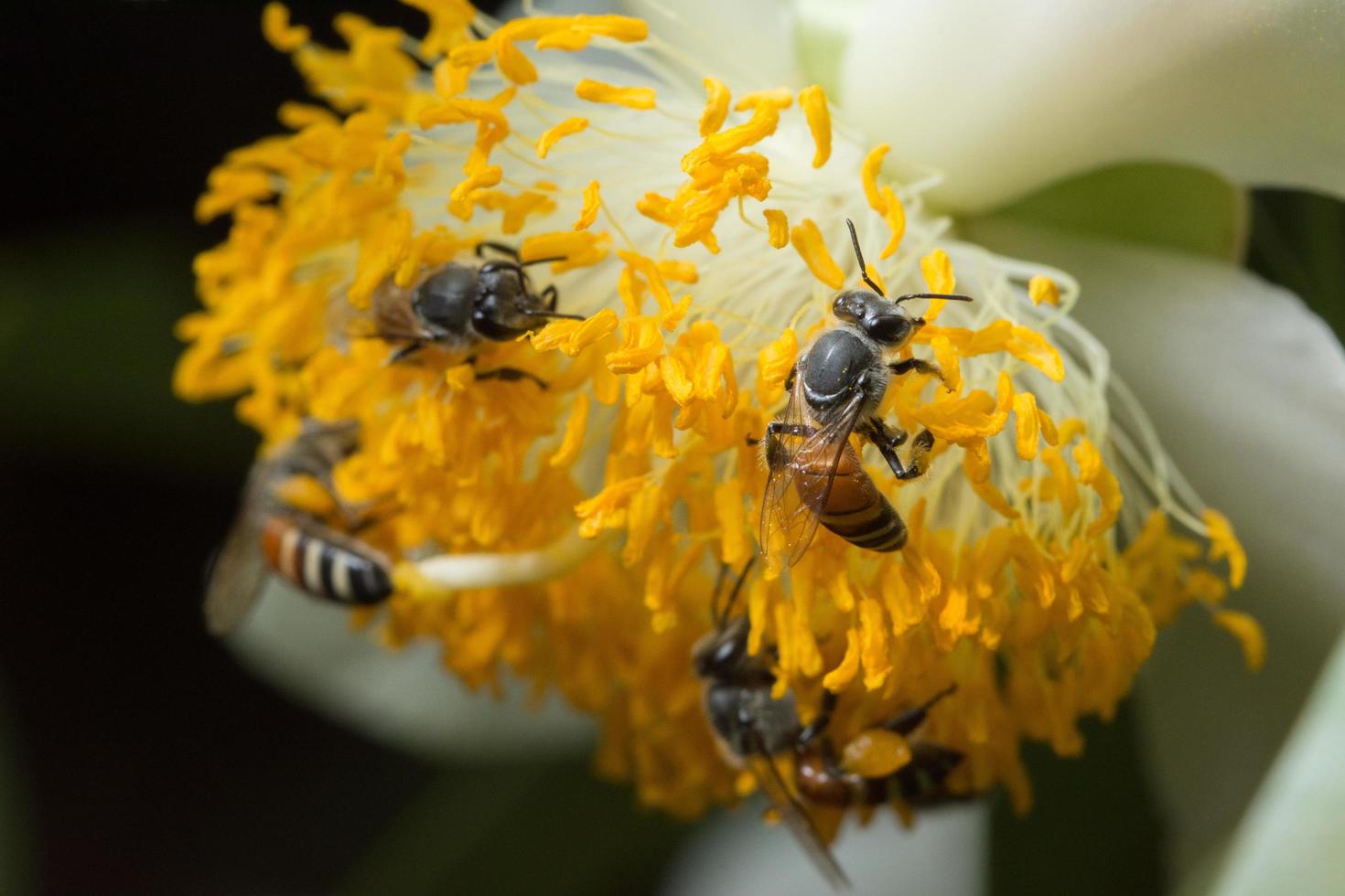 Bees on a yellow flower photo