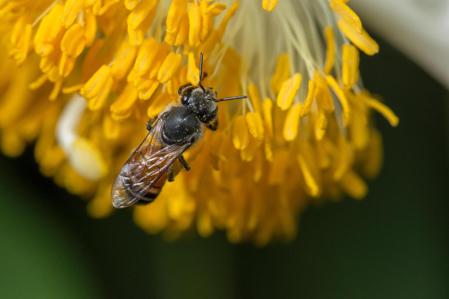 Bee on a yellow flower photo