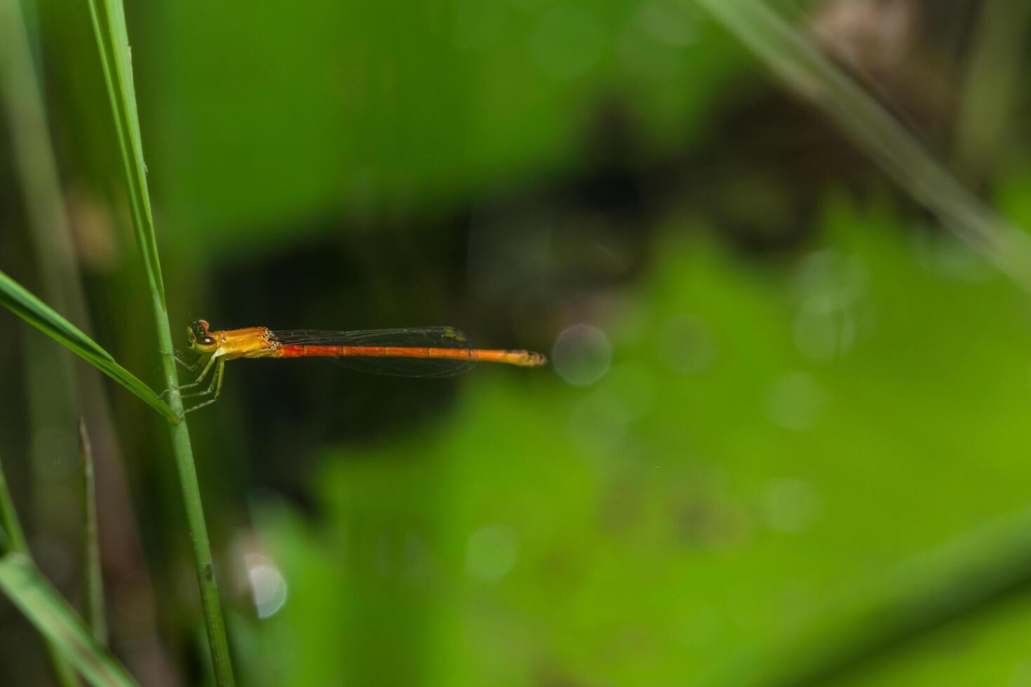 zygoptera en una planta foto