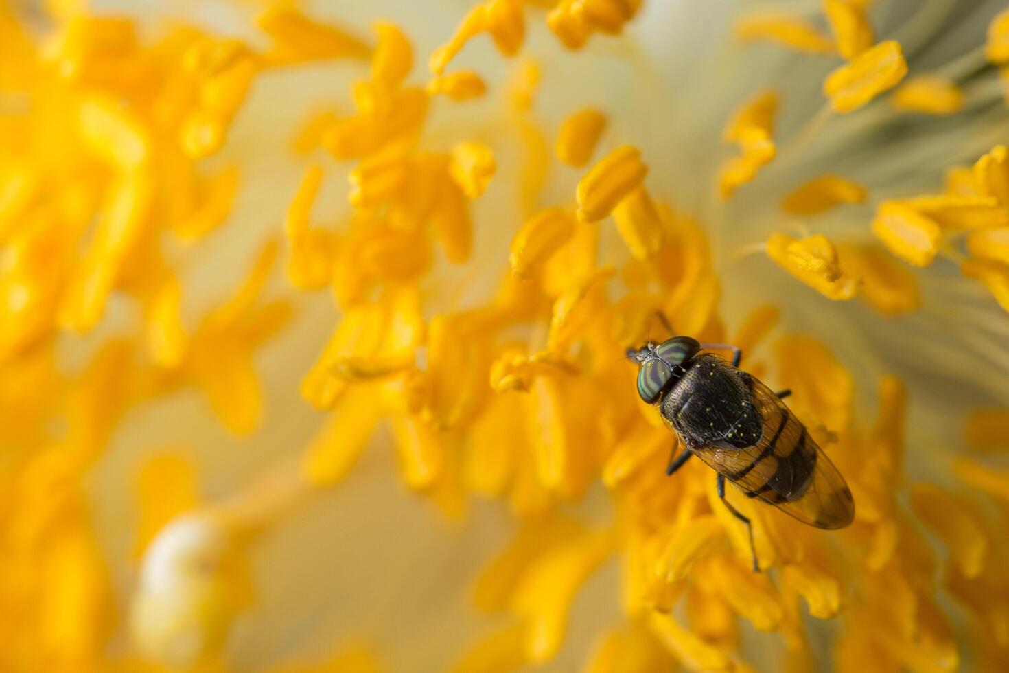 Bee on the flower photo