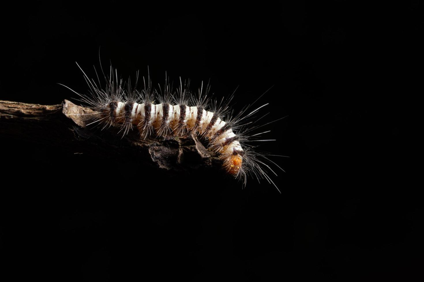 Worm on a branch photo