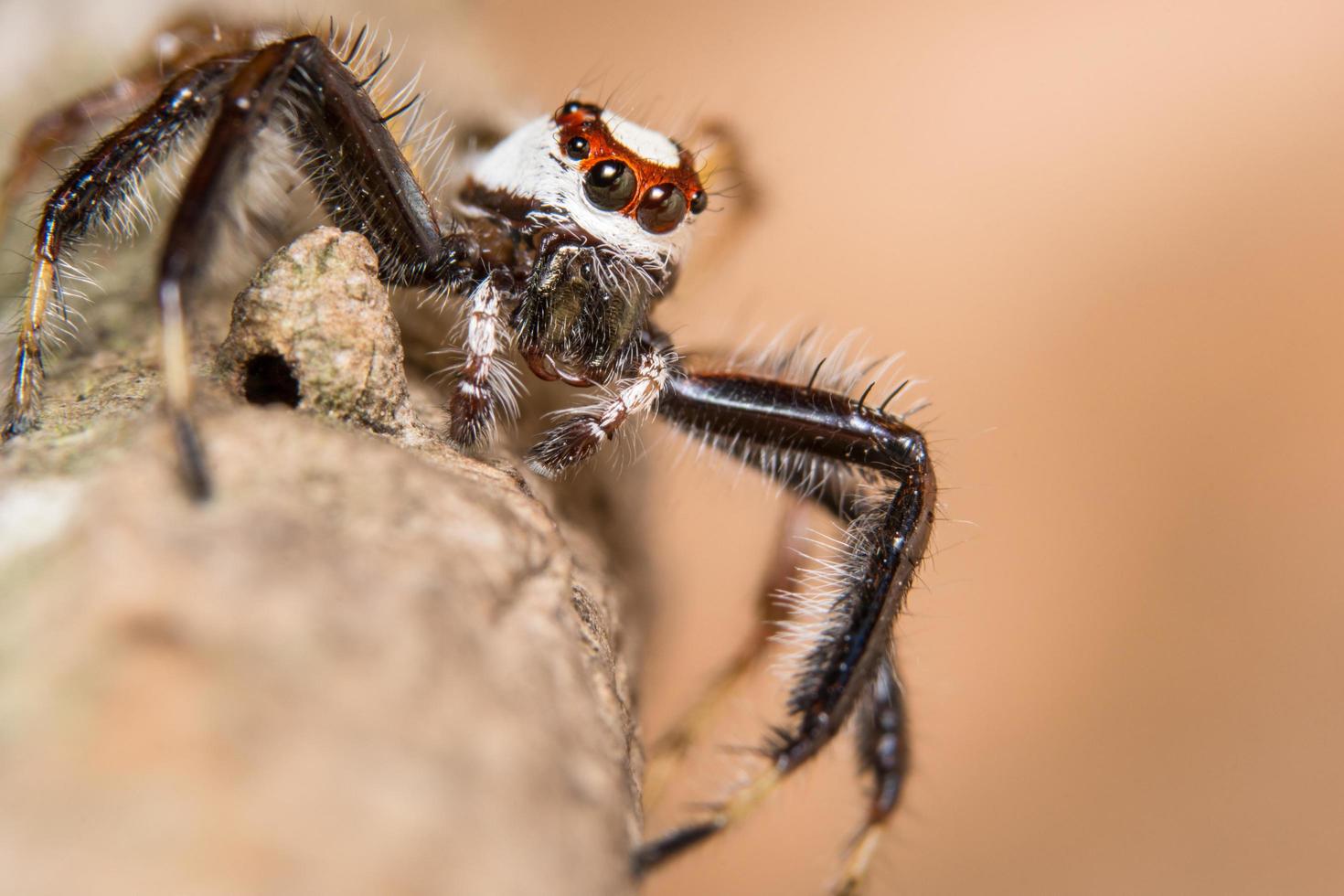 araña en un árbol foto