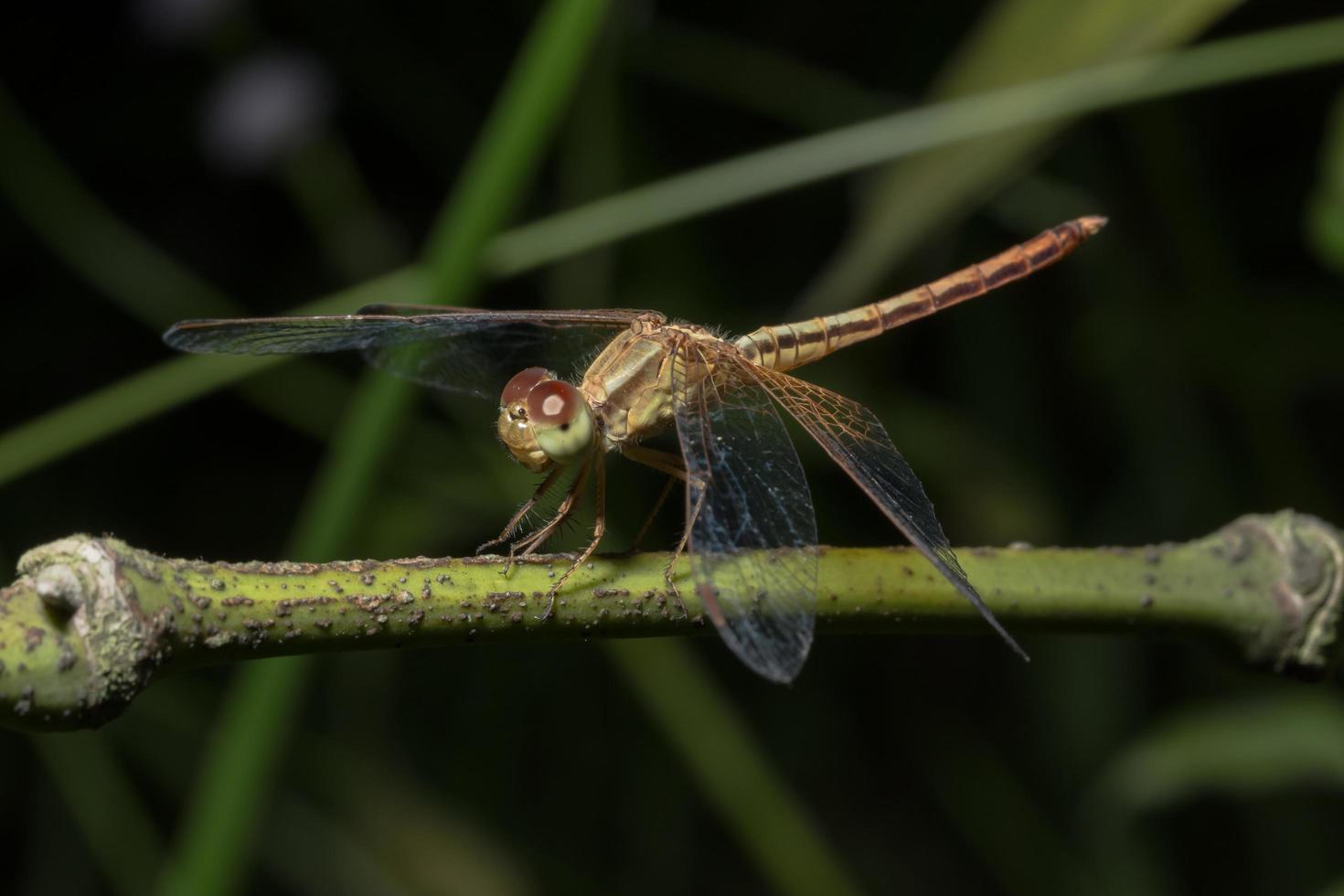 Close-up of a dragonfly photo