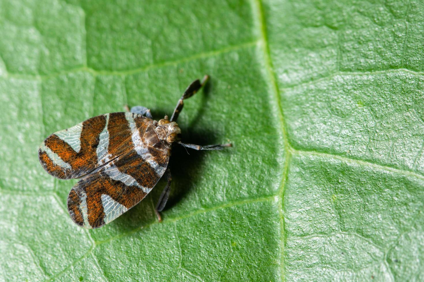 mariposa en una hoja foto