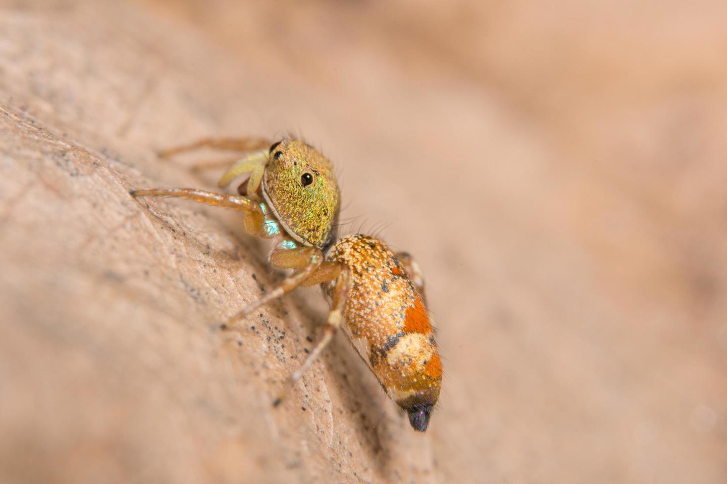 Spider on a dry leaf photo