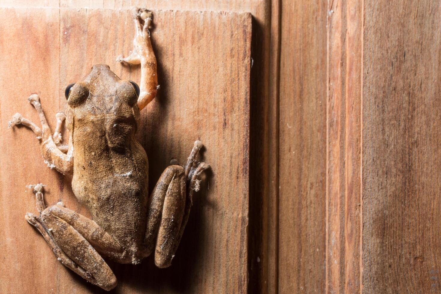 Polypedates leucomystax on wooden background photo