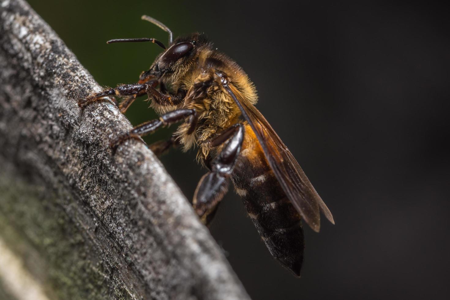 foto de primer plano de abeja real