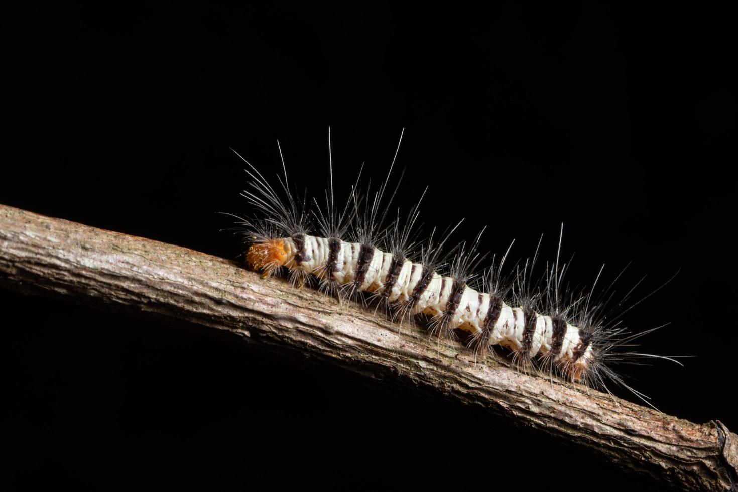 Worm on a branch photo