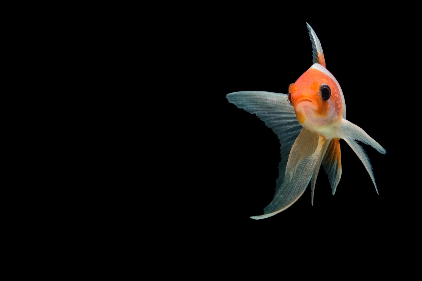 Koi Fish on black background photo