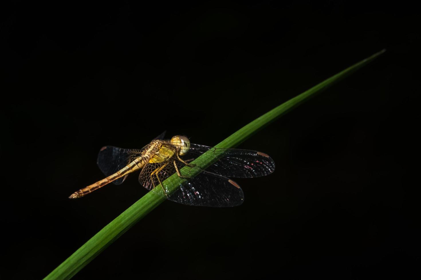 Close-up of a dragonfly photo