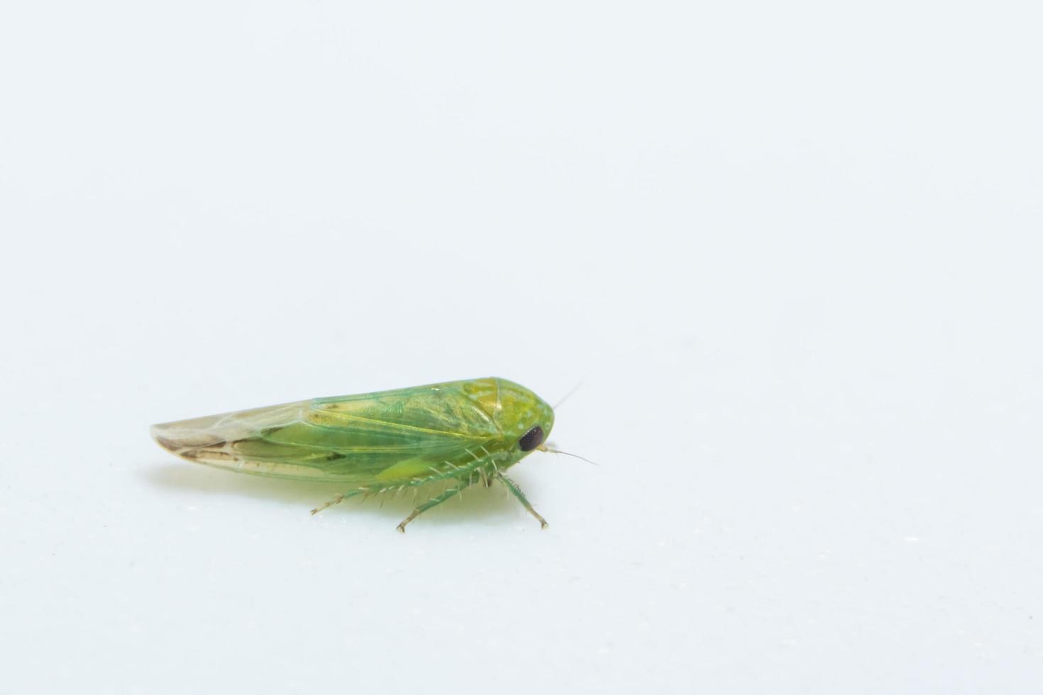 Leafhopper on white background photo