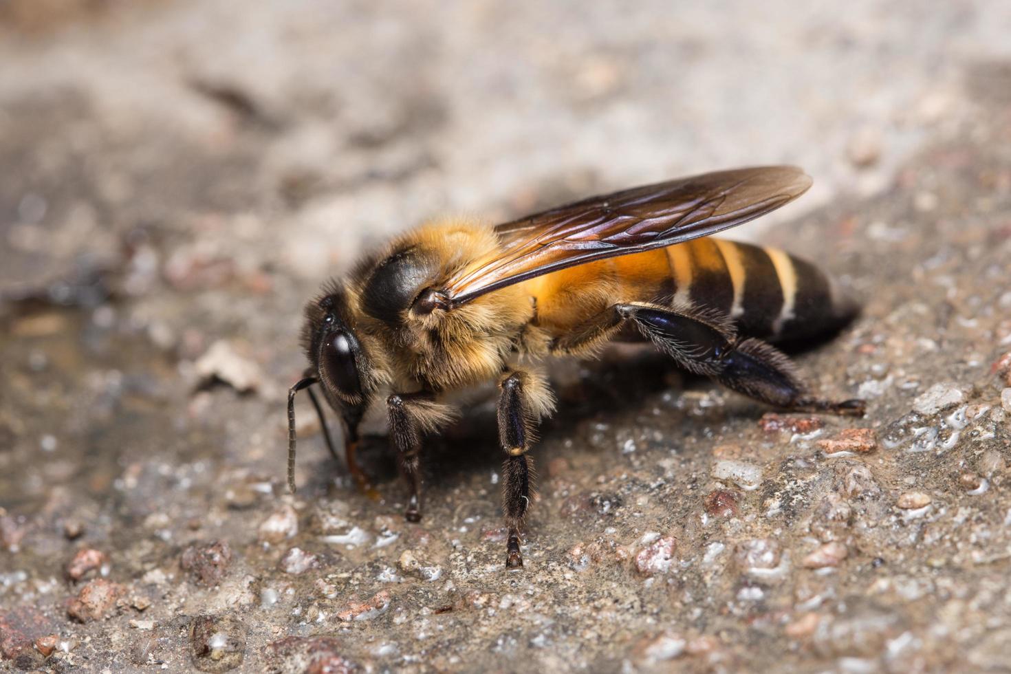 foto de primer plano de abeja real