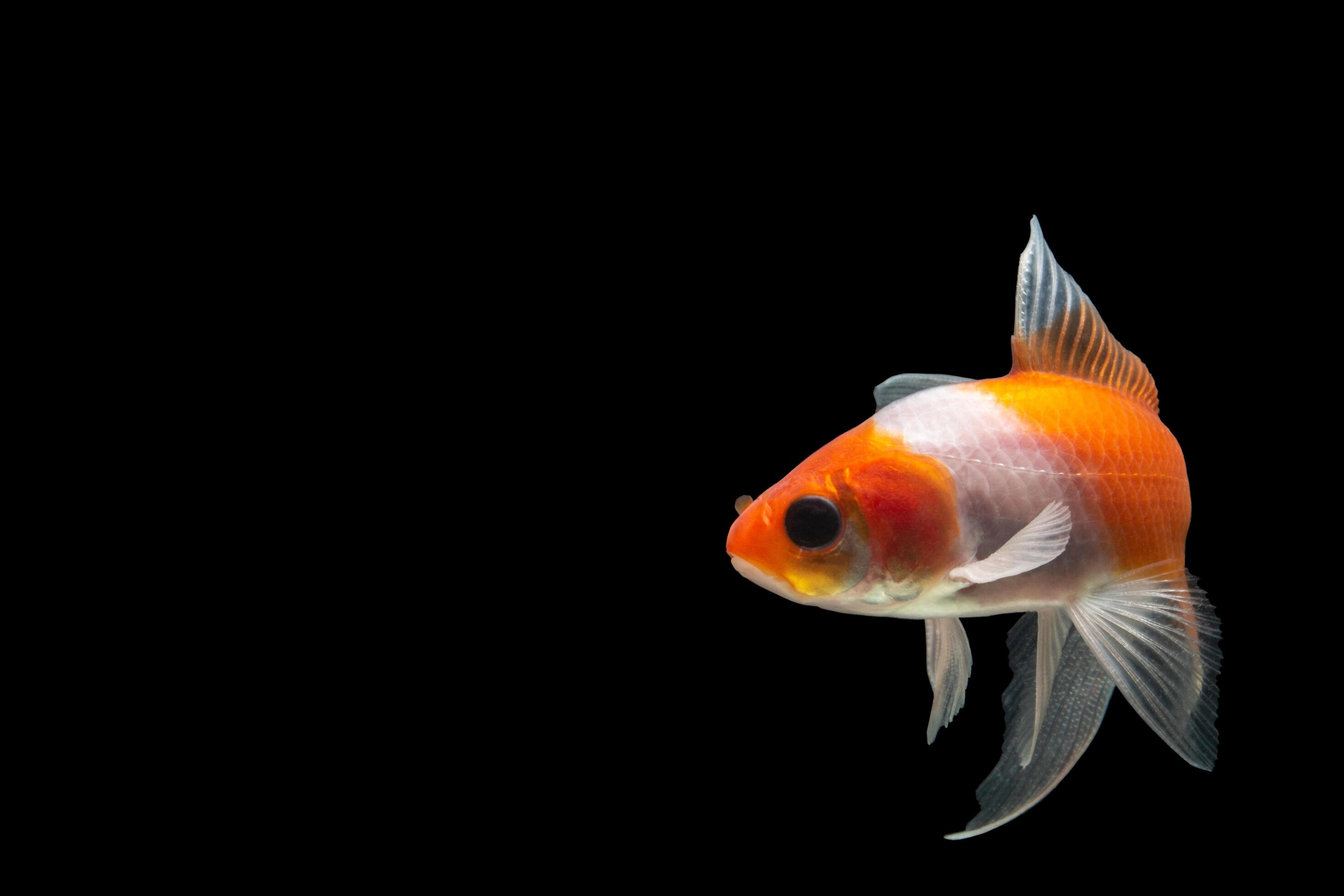 Koi Fish on black background 1819940 Stock Photo at Vecteezy