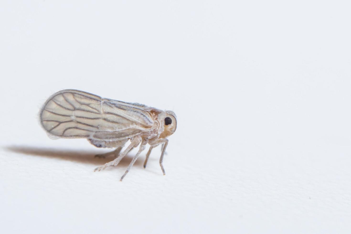 Leafhopper on white background photo