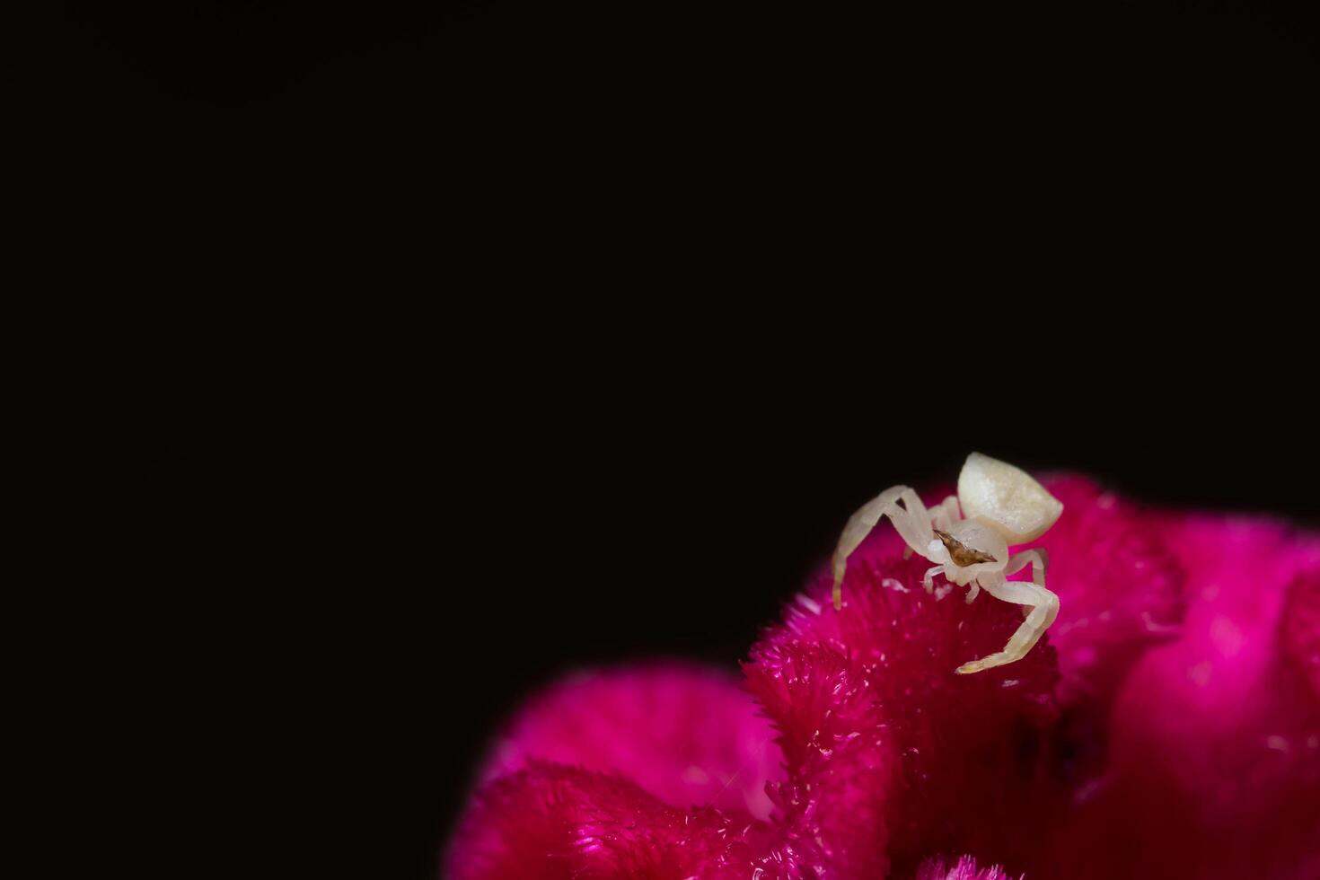 White spider on a red flower photo