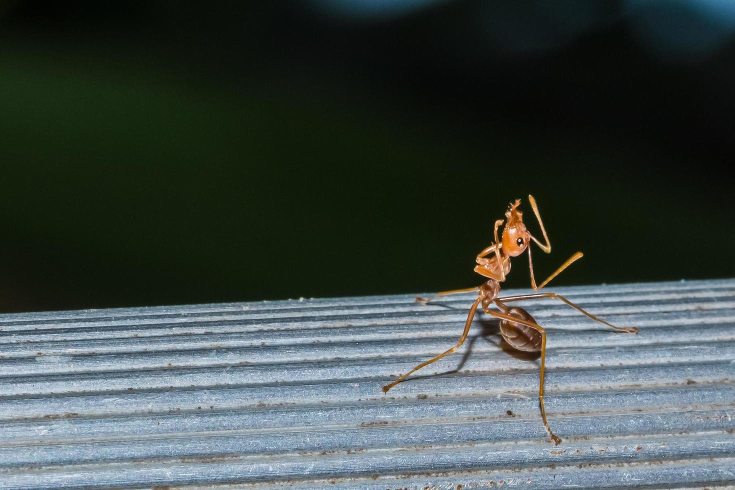 hormiga roja, foto de primer plano