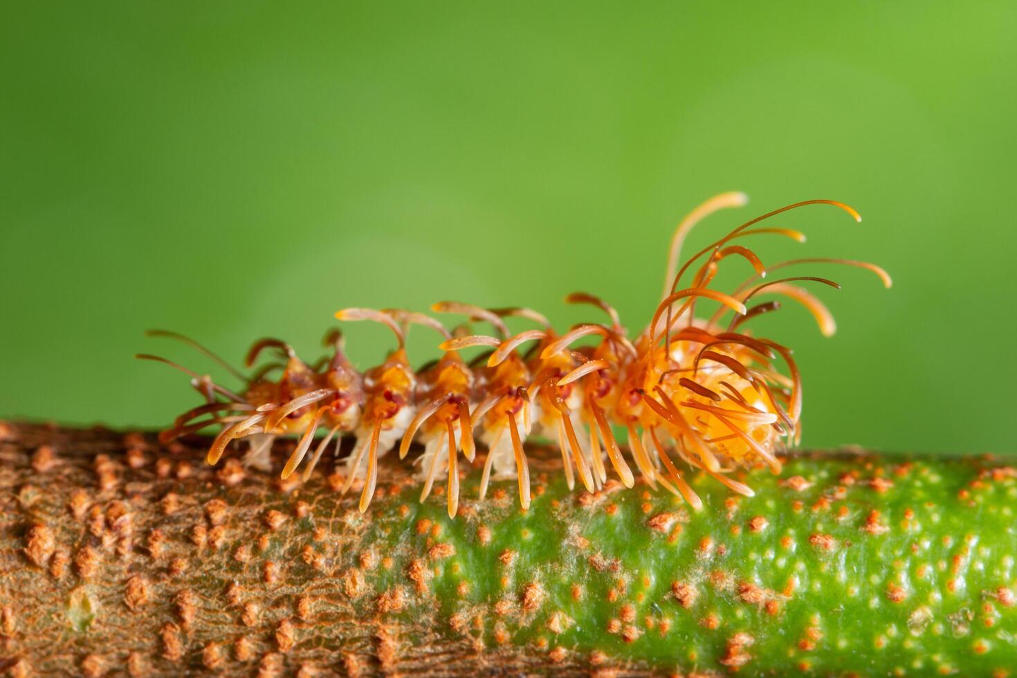 Worm on a leaf, close-up photo